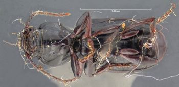 Media type: image;   Entomology 33031 Aspect: habitus ventral view